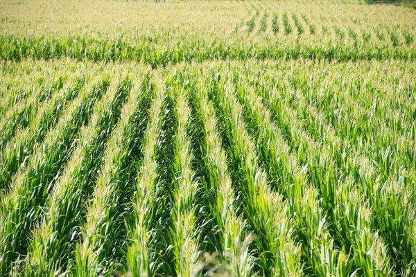 Cornfield Waiting Threshed — стоковое фото