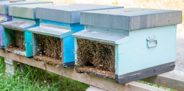 Hives for bees in chestnut wood