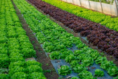 Greenhouse grown salad ready for harvest