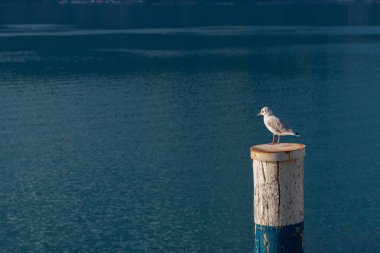 Seagull on palisade for mooring boats