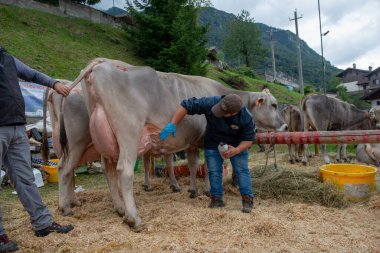 Serina Bergamo İtalya 21 Eylül 2022: Serina Hayvancılık Fuarı, Bergamo vadilerindeki en büyük sığır fuarı