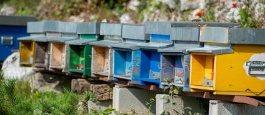 Çeşitli renklerde ahşap kovanları