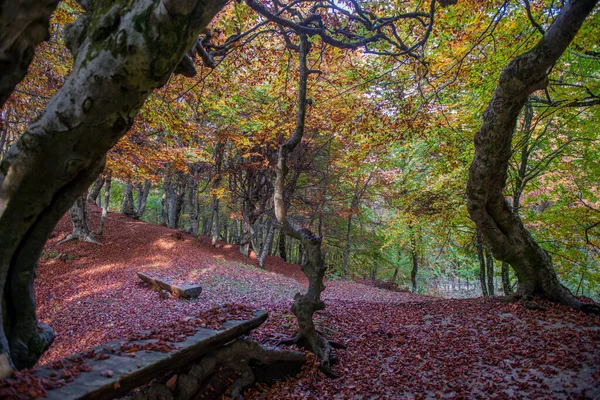 Drzewa Kolorowych Liści Jesienią — Zdjęcie stockowe