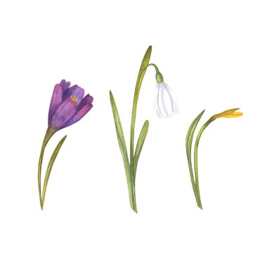 Bahar çiçekleri. Crocus, kardelen ve narsisli suluboya resimleme. Çiçek seti. Beyaz arka planda elle boyanmış. Bahar çiçekleri ve kavanoz suluboya tasarım.
