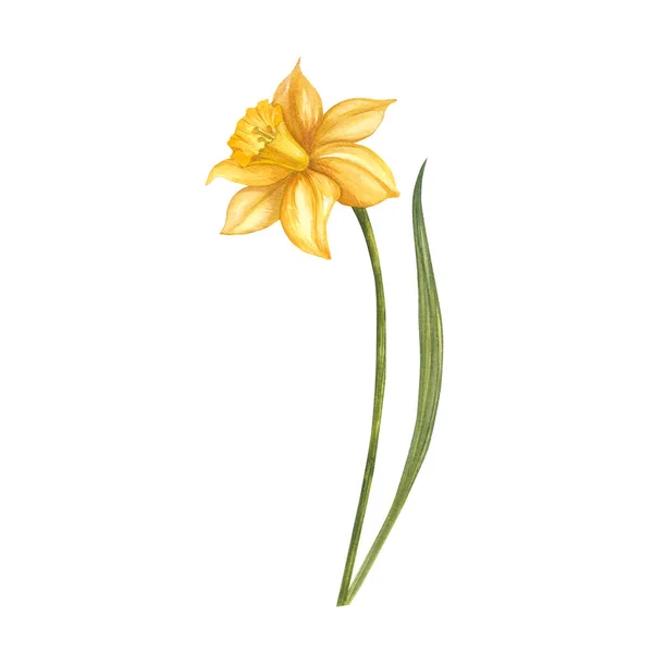 Narcissus Akvarell Illustration Handmålat Kort Isolerad Vit Bakgrund Illustration För — Stockfoto