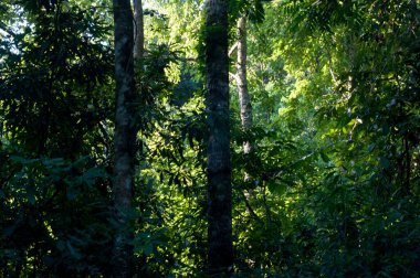 Öğleden sonra ağaçlar ve yapraklar