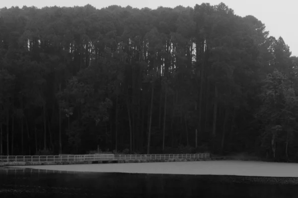 Bulutlu ve yağmurlu bir günde ağaçlı bir gölün fotoğrafı.