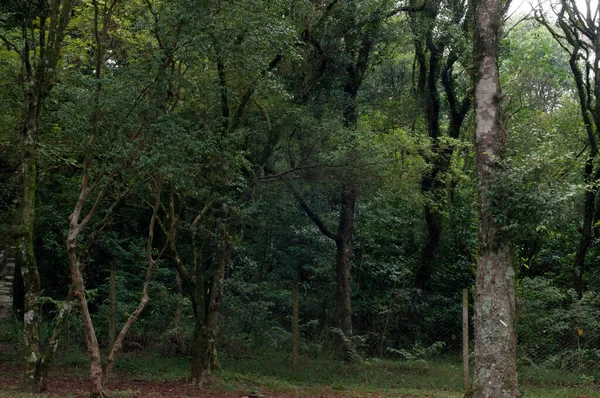 Bulutlu bir günde ağaç yapraklarının fotoğrafı.