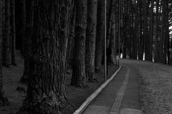 Sivillerin yürüyebileceği bir yolun fotoğrafı