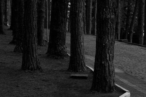 Sivillerin yürüyebileceği bir yolun fotoğrafı