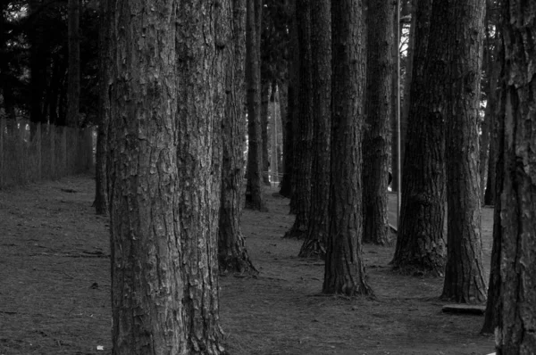 Çam ormanının fotoğrafı.