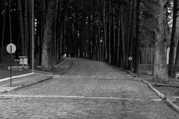 Siyah beyaz bir yolun fotoğrafı.