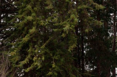 Bulutlu bir günde ağaç yapraklarının fotoğrafı.