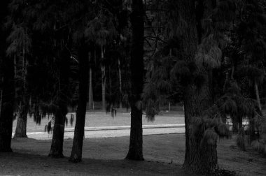 Çam ormanının fotoğrafı.