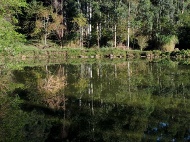 Gün ağarırken ağaçların yansıması olan bir gölün fotoğrafı.