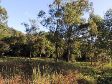 Sabah bir ormanın fotoğrafı.