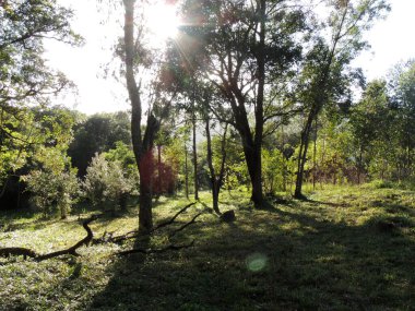 Sabah bir ormanın fotoğrafı.