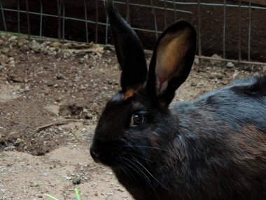 Siyah bir tavşanın fotoğrafı. 