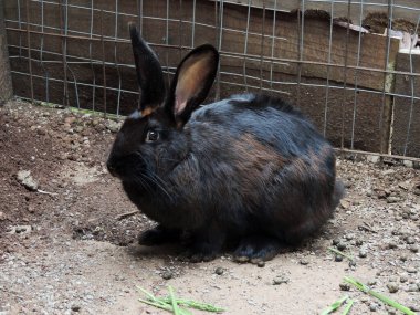 Siyah bir tavşanın fotoğrafı. 