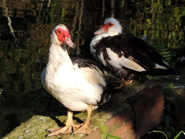 Foto Patos Uma Fazenda — Fotografia de Stock