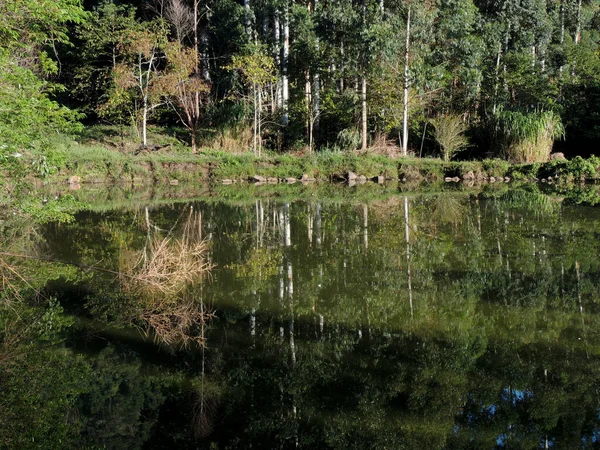 Gün ağarırken ağaçların yansıması olan bir gölün fotoğrafı.