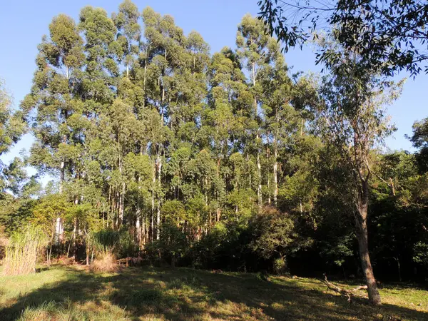 Sabah bir ormanın fotoğrafı.