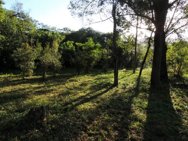 Sabah bir ormanın fotoğrafı.