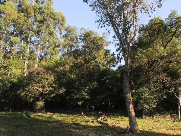 Fotografia Una Foresta Mattina — Foto Stock