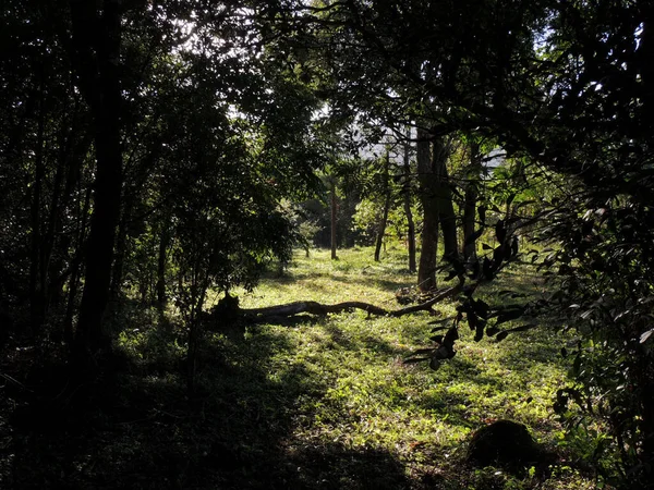 Fotografia Uma Floresta Manhã — Fotografia de Stock