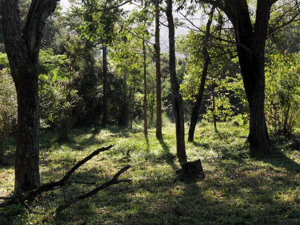 Sabah bir ormanın fotoğrafı.