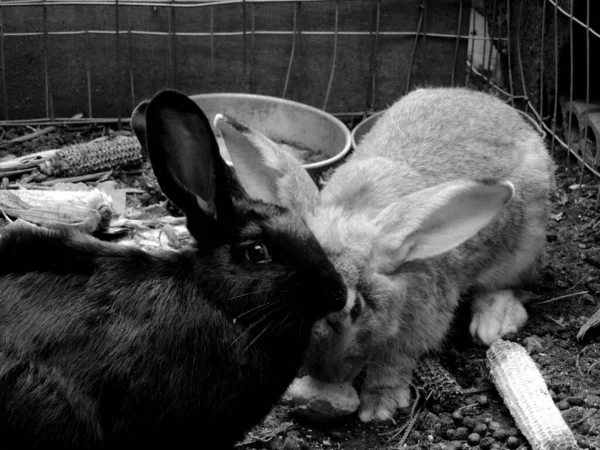 Fotografía Par Conejos Blanco Negro — Foto de Stock