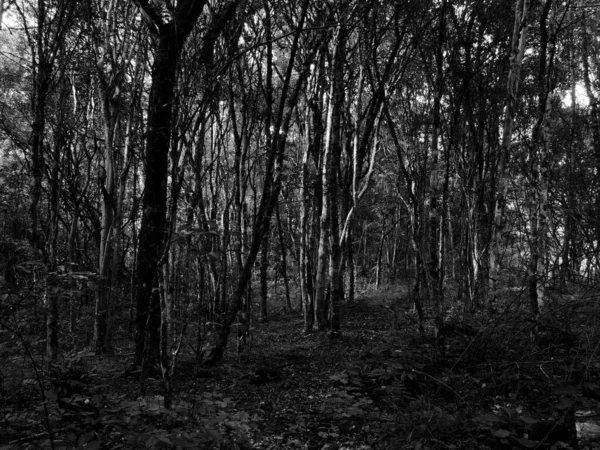 Photographie Une Forêt Noir Blanc — Photo