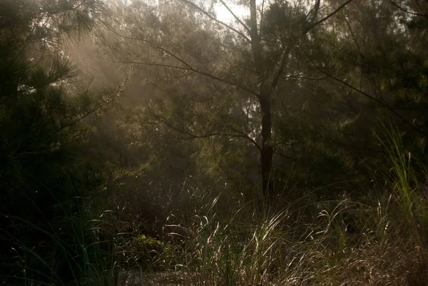 Işıklı ağaçların fotoğrafı.