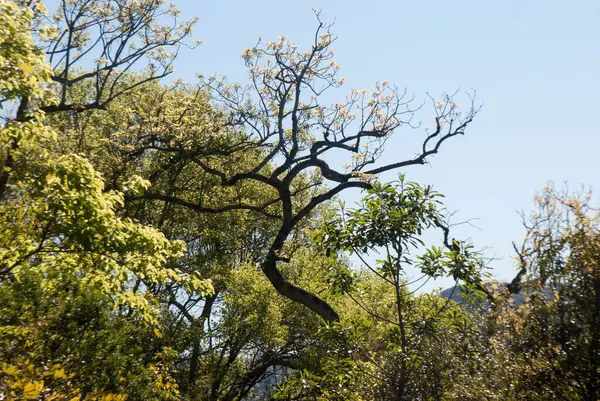 Güneşli bir günde bir ağacın fotoğrafı.