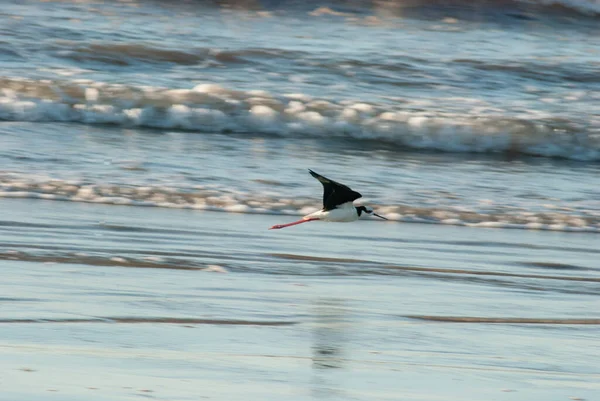 Sahilde uçan bir Himantopus melanazorunun fotoğrafı.