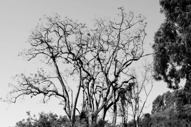 Güneşli bir günde bir ağacın siyah beyaz fotoğrafı.
