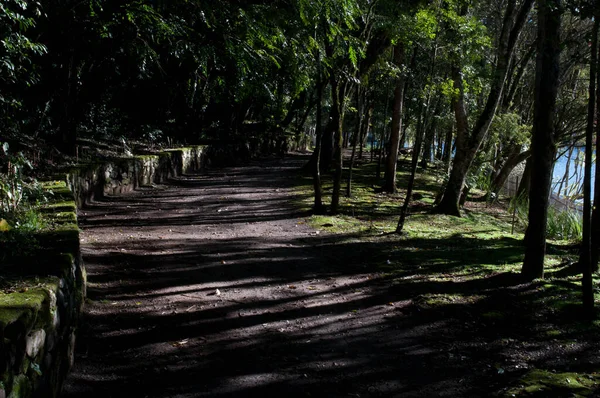 Fotografia Ścieżki Parku Leśnym — Zdjęcie stockowe
