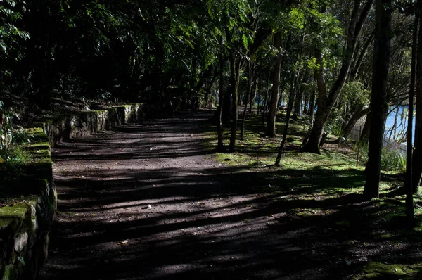 Fotografía Sendero Bosque Del Parque — Foto de Stock