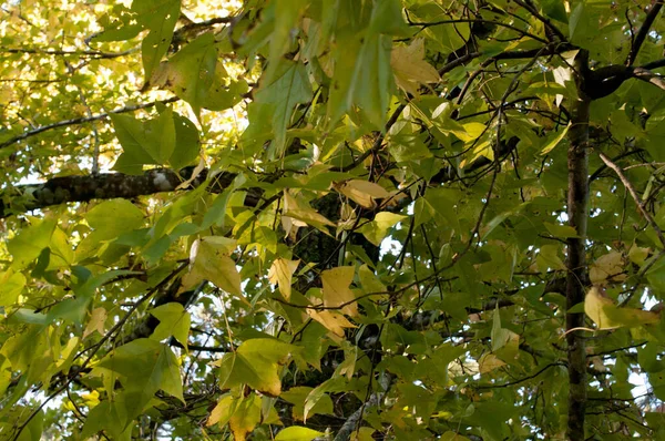 Photograph Yellow Leaves Sunny Day — Stock Photo, Image