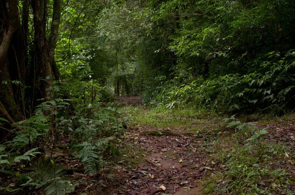 Fotografia Caminho Uma Bela Floresta — Fotografia de Stock