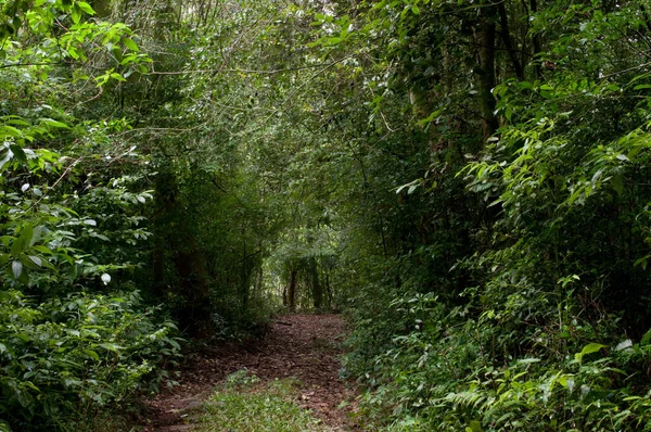 Fotografia Caminho Uma Bela Floresta — Fotografia de Stock