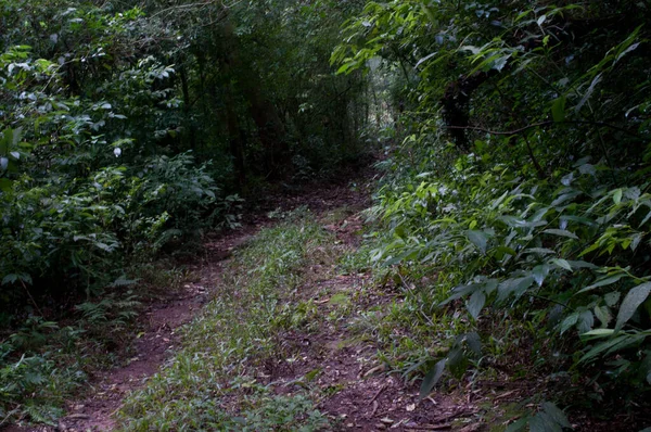 Photograph Path Beautiful Forest — Zdjęcie stockowe