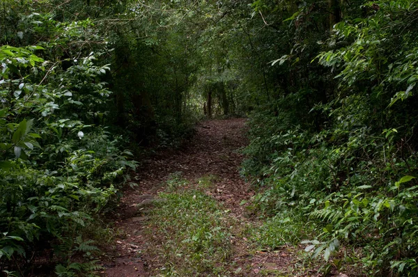 Foto Sebuah Jalan Hutan Yang Indah — Stok Foto