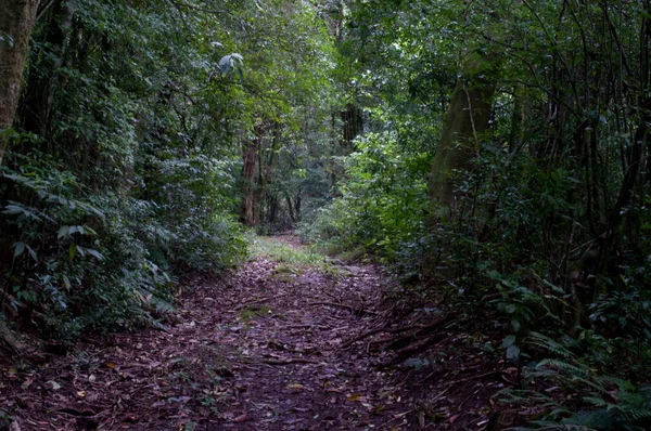 Fotografia Caminho Uma Bela Floresta — Fotografia de Stock