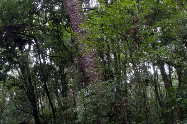 Φωτογραφία Araucaria Στη Μέση Του Δάσους — Φωτογραφία Αρχείου