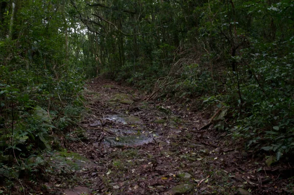 Fotografia Caminho Uma Bela Floresta — Fotografia de Stock