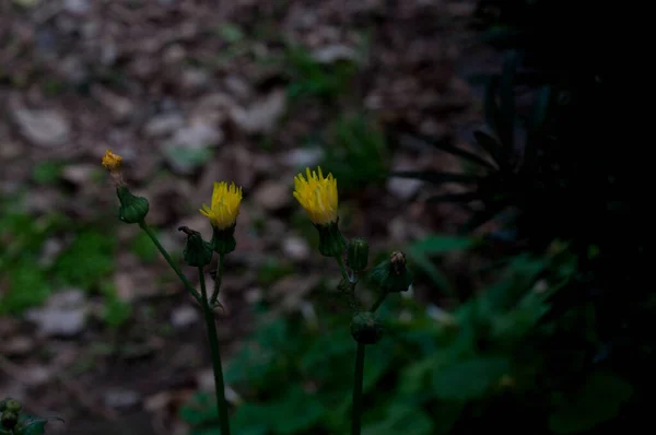 Photograph Yellow Flower — Stock Photo, Image