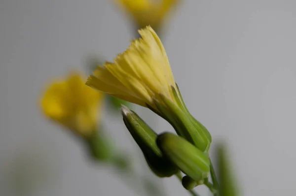 Sarı bir çiçeğin makro fotoğrafı