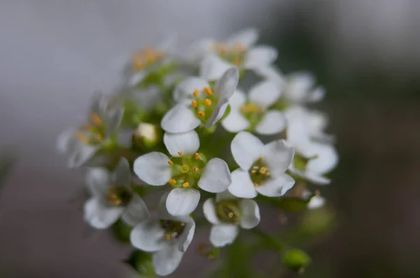 Beyaz bir çiçeğin Macro fotoğrafı