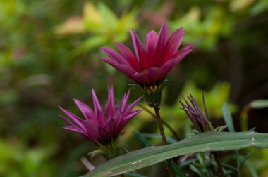 Photograph of a red flower on a beautiful sunny day